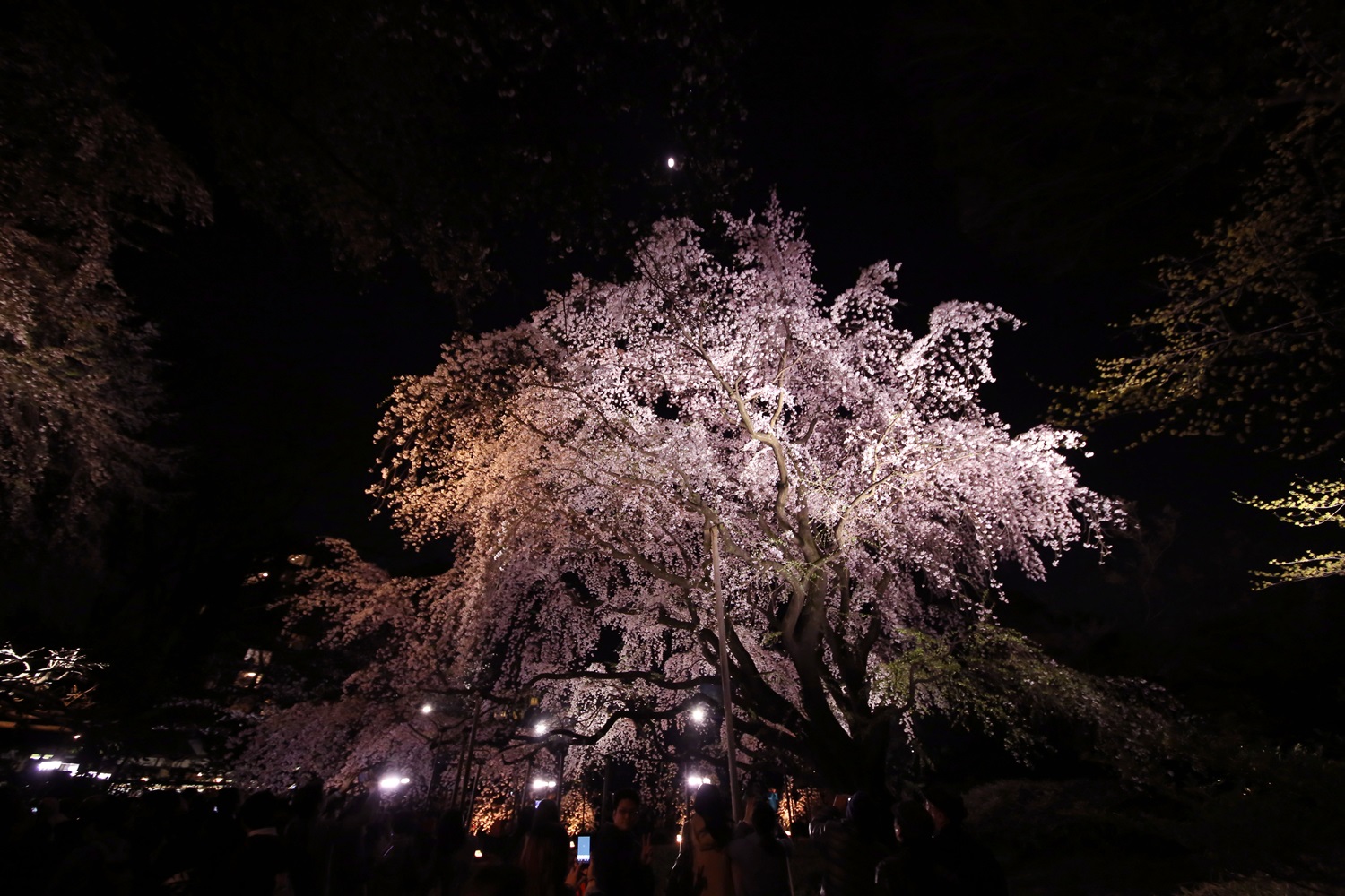 六義園　しだれ桜　夜桜　rikugien_shidarezakura (10)