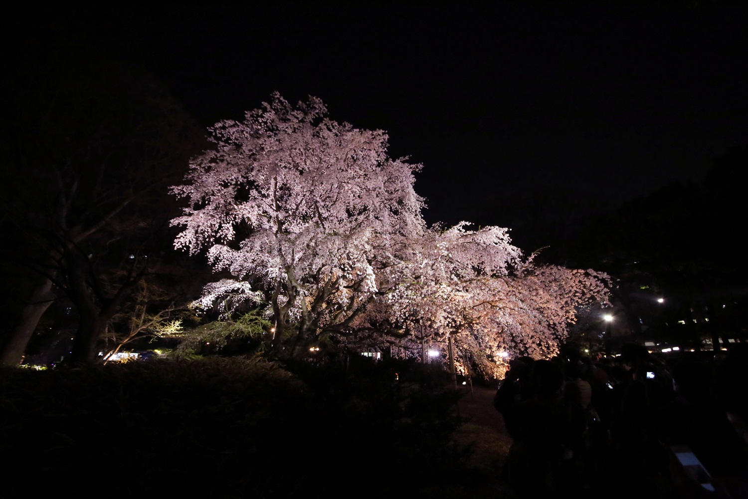 六義園　しだれ桜　夜桜　rikugien_shidarezakura (13)