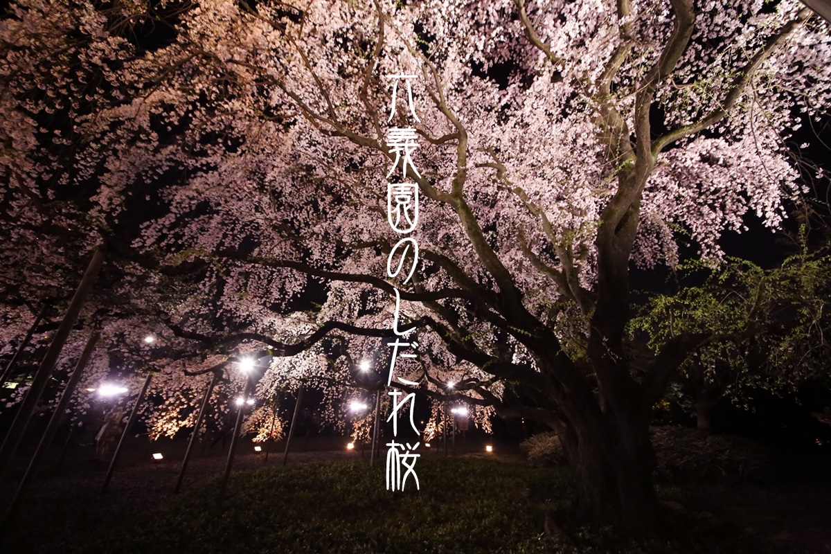 六義園　しだれ桜　夜桜　rikugien_shidarezakura (14)