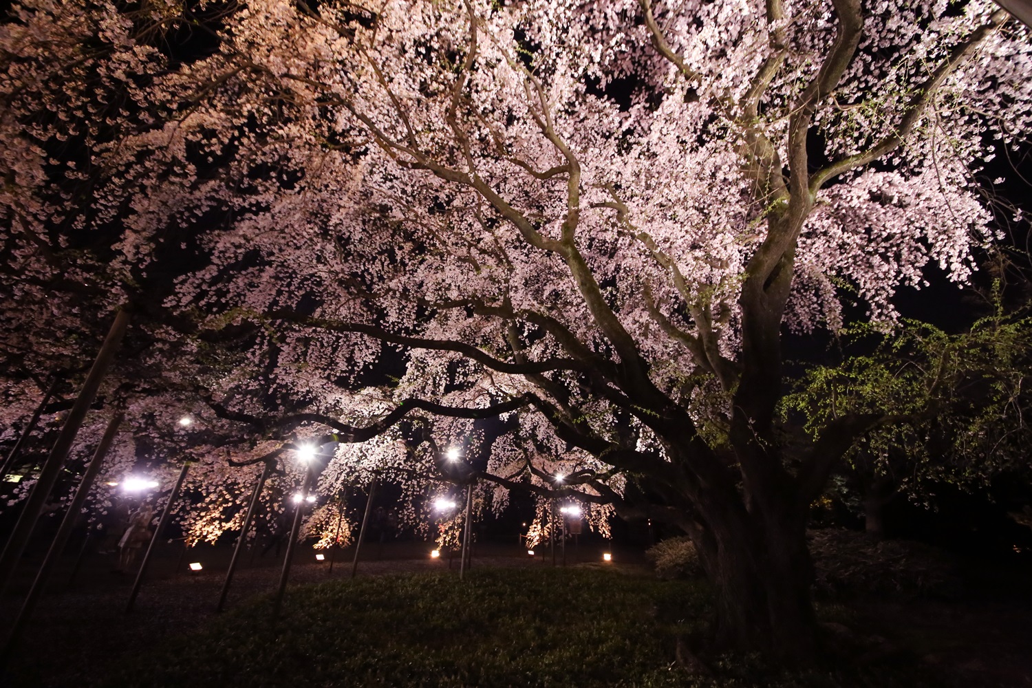 六義園　しだれ桜　夜桜　rikugien_shidarezakura (14)