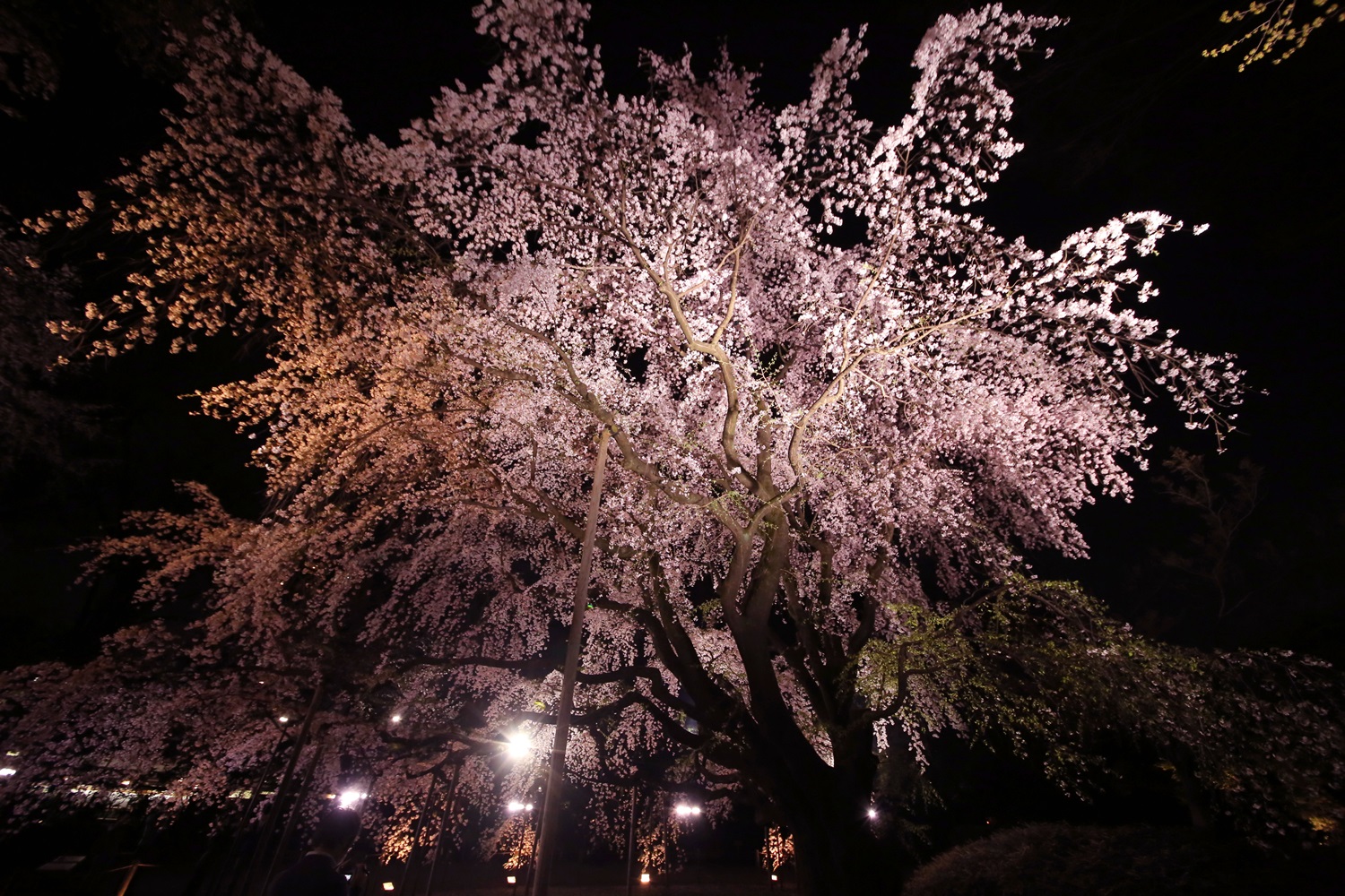 六義園　しだれ桜　夜桜　rikugien_shidarezakura (15)