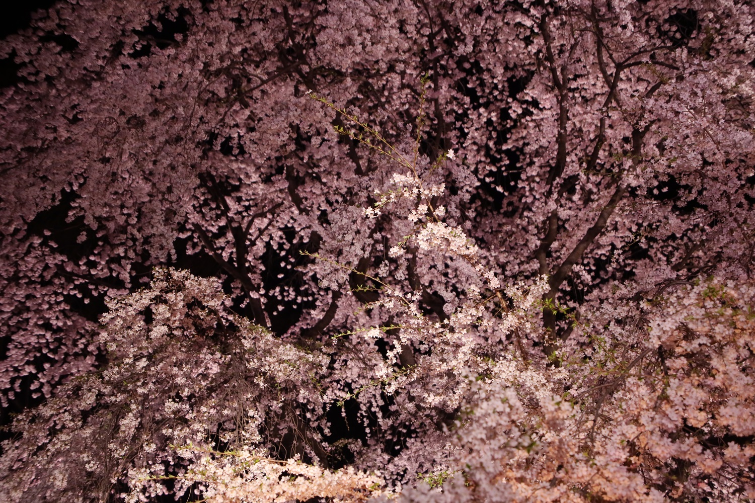六義園　しだれ桜　夜桜　rikugien_shidarezakura (3)
