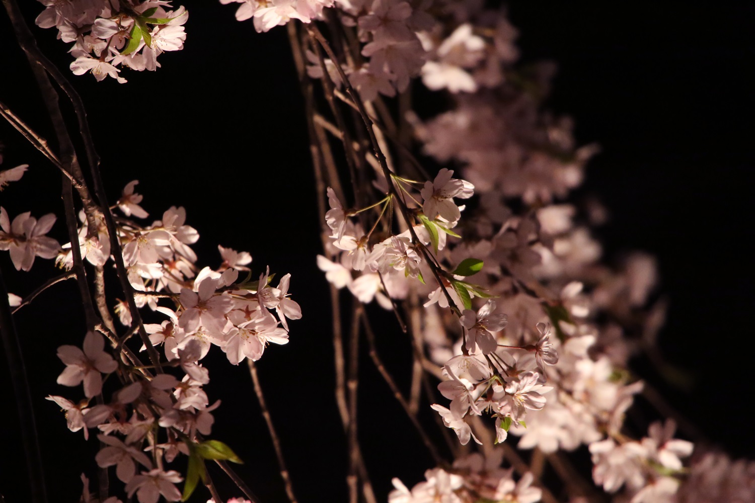 六義園　しだれ桜　夜桜　rikugien_shidarezakura (4)