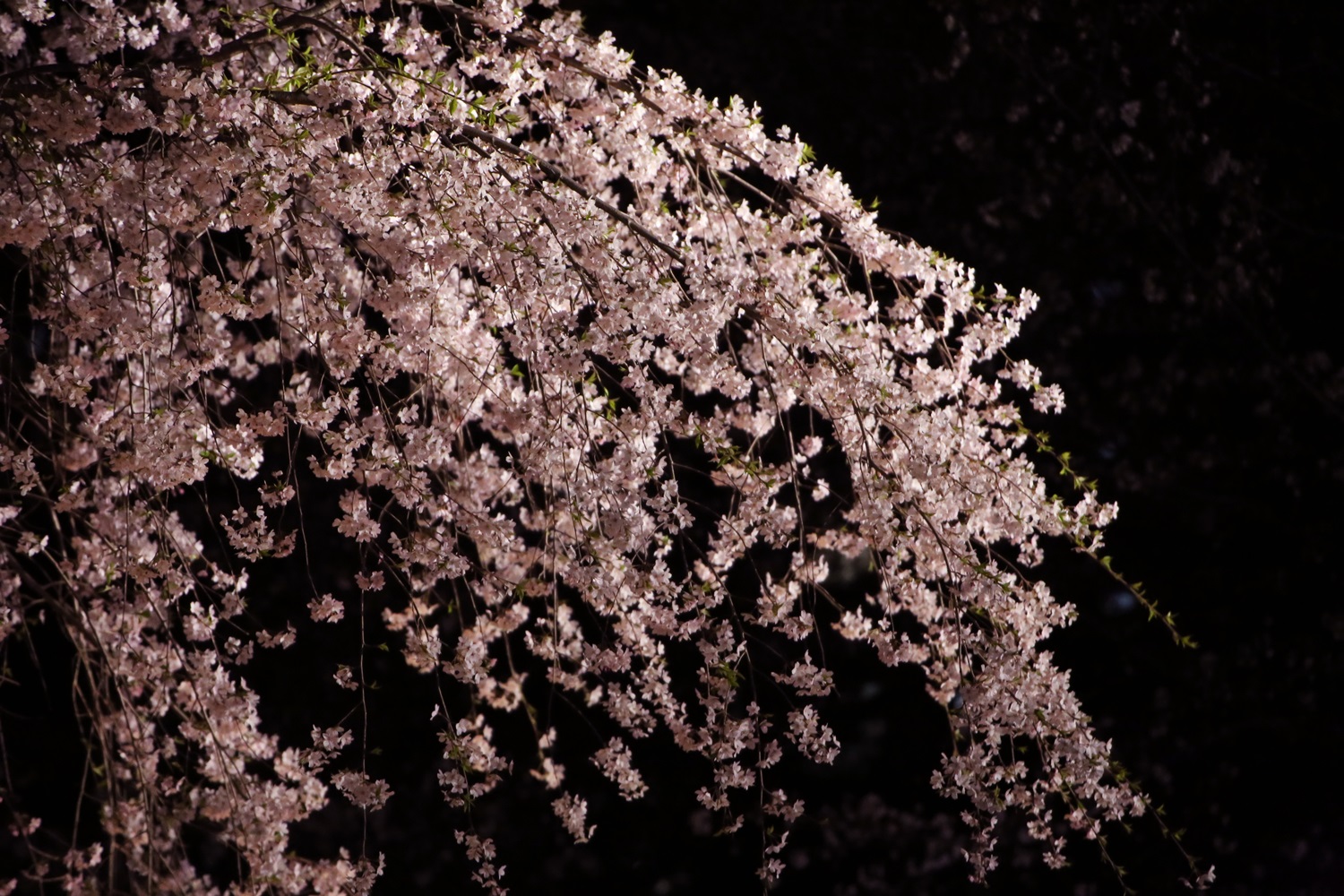 六義園　しだれ桜　夜桜　rikugien_shidarezakura (5)
