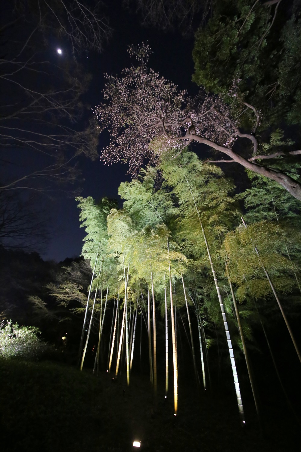 六義園　しだれ桜　夜桜　rikugien_shidarezakura (9)