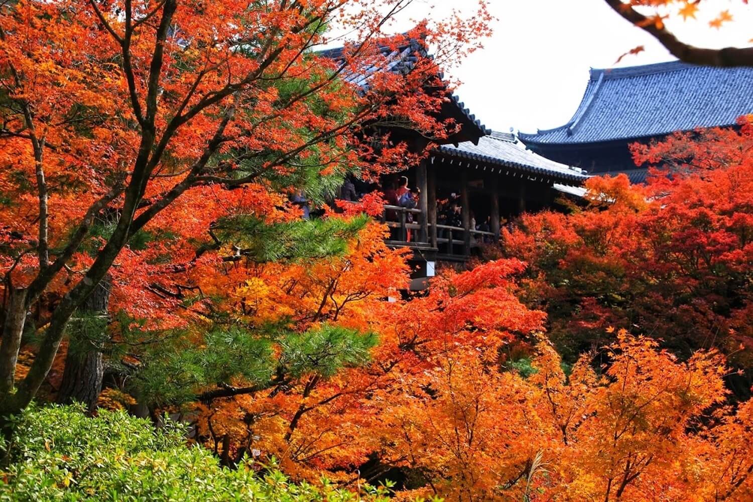 紅葉　京都五山第４位の東福寺