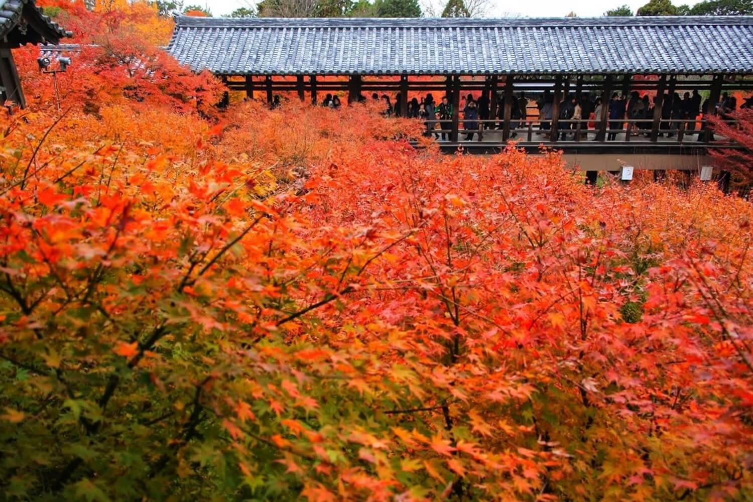 紅葉　京都五山第４位の東福寺