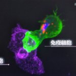 免疫細胞 vs がん細胞。