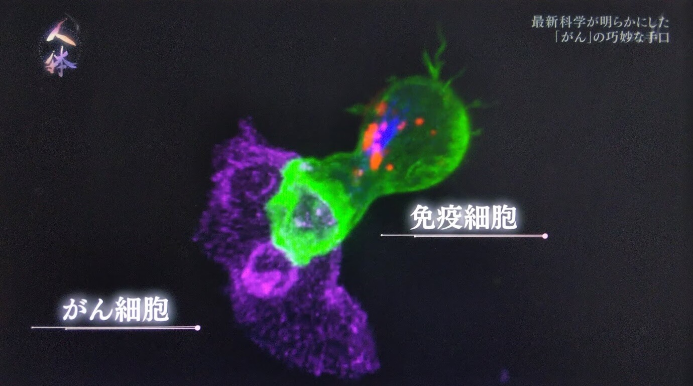 免疫細胞 vs がん細胞。